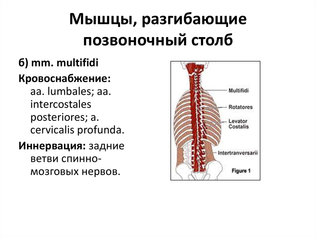 Движение позвоночного столба. Мышцы обеспечивающие движение позвоночного столба. Мышцы вращающие Позвоночный столб. Мышцы разгибающие Позвоночный столб. Мышцы, производящие сгибание позвоночного столба.