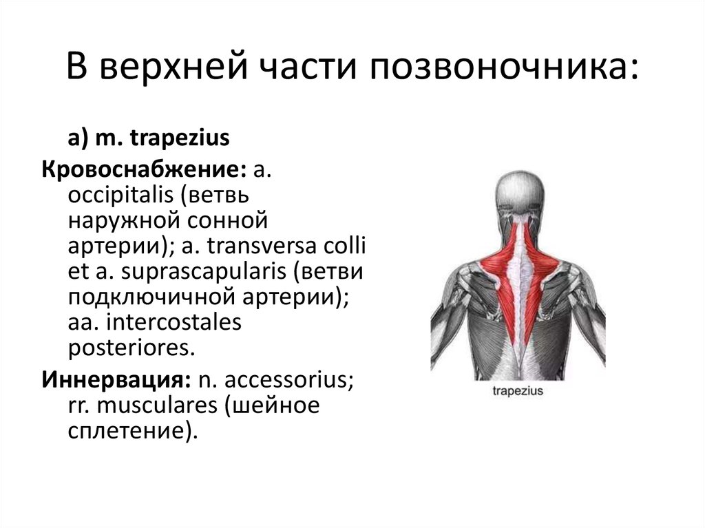 Верхней части позвоночника