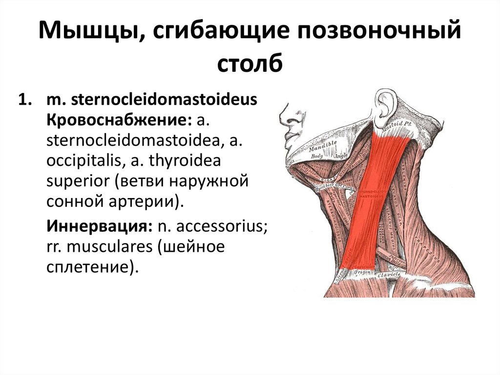 Мышцы участвующие в движении. Мышцы, производящие сгибание позвоночного столба. Стерноклеидомастоидеус иннервация. Мышцы сгибатели поясничного отдела. M sternocleidomastoideus иннервация.