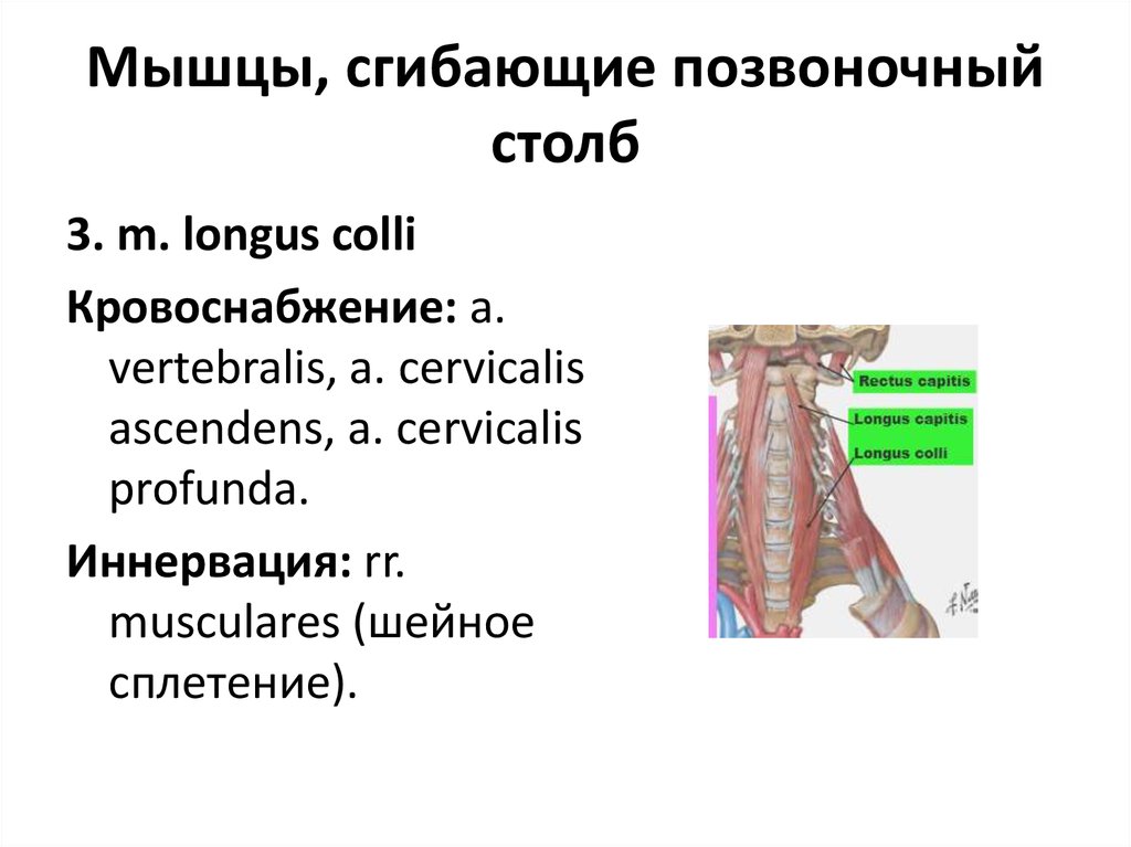 Мышцы сгибающие. Мышцы сгибающие Позвоночный столб. Сгибание позвоночного столба мышцы. Мышцы сгибающие Позвоночный столб таблица. Сгибание позвоночного столба осуществляет мышца.