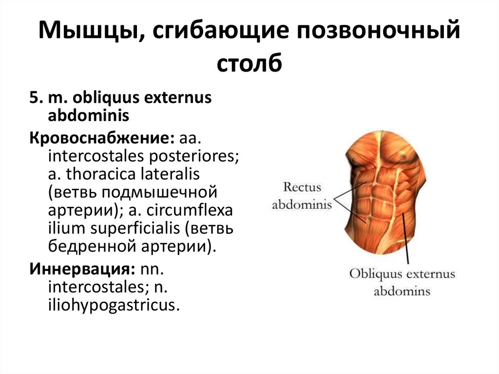 Мышцы сгибающие. Сгибание позвоночного столба мышцы. Мышцы сгибающие позвоночник. Позвоночный столб мышцы. Мышцы, производящие сгибание позвоночного столба.