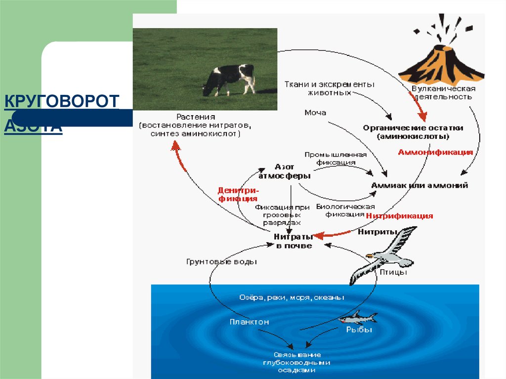 Круговорот веществ в водоеме. Биогеохимический круговорот азота. Круговорот органического вещества в водоеме. Круговорот веществ железо. Биогеохимический цикл азота презентация.