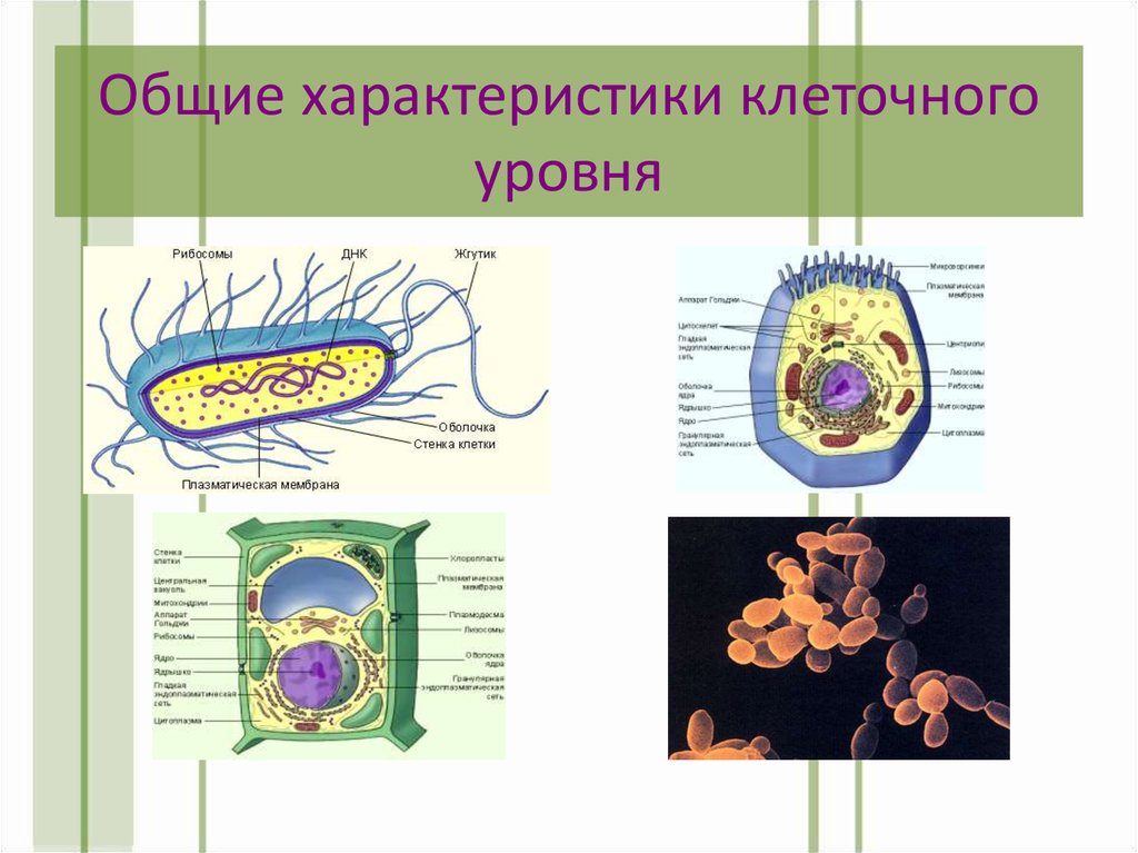 Клеточный уровень система. Клеточный уровень общая характеристика. Характеристика клеточного уровня. Клеточный уровень это в биологии. Характеристика клеточного уровня организации.