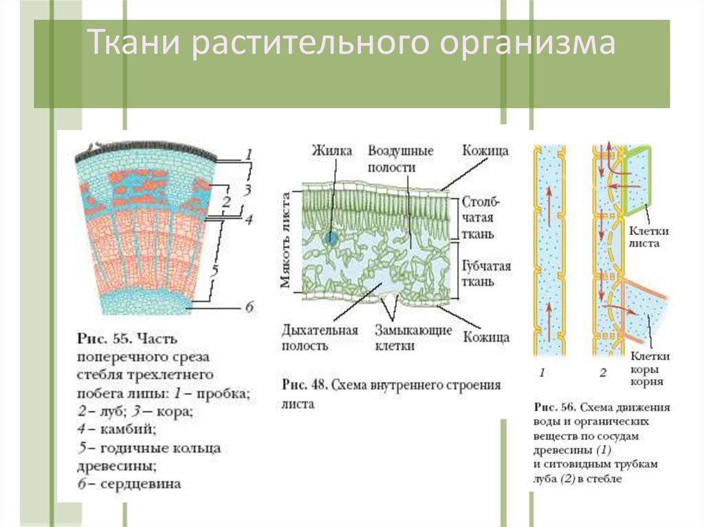 Определение тканей растений. Основная ткань у растений рисунок ЕГЭ. Строение тканей растений ЕГЭ. Строение клетки и ткани растений. Ткани растений и их функции.
