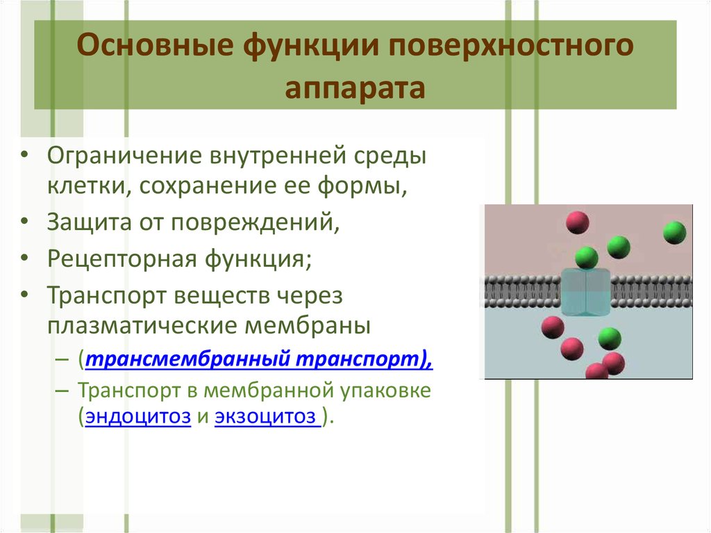 Сохранение клеток