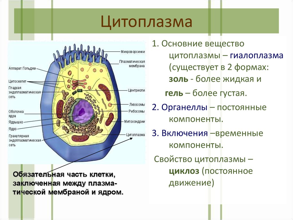 Ядро цитоплазма клеточная мембрана