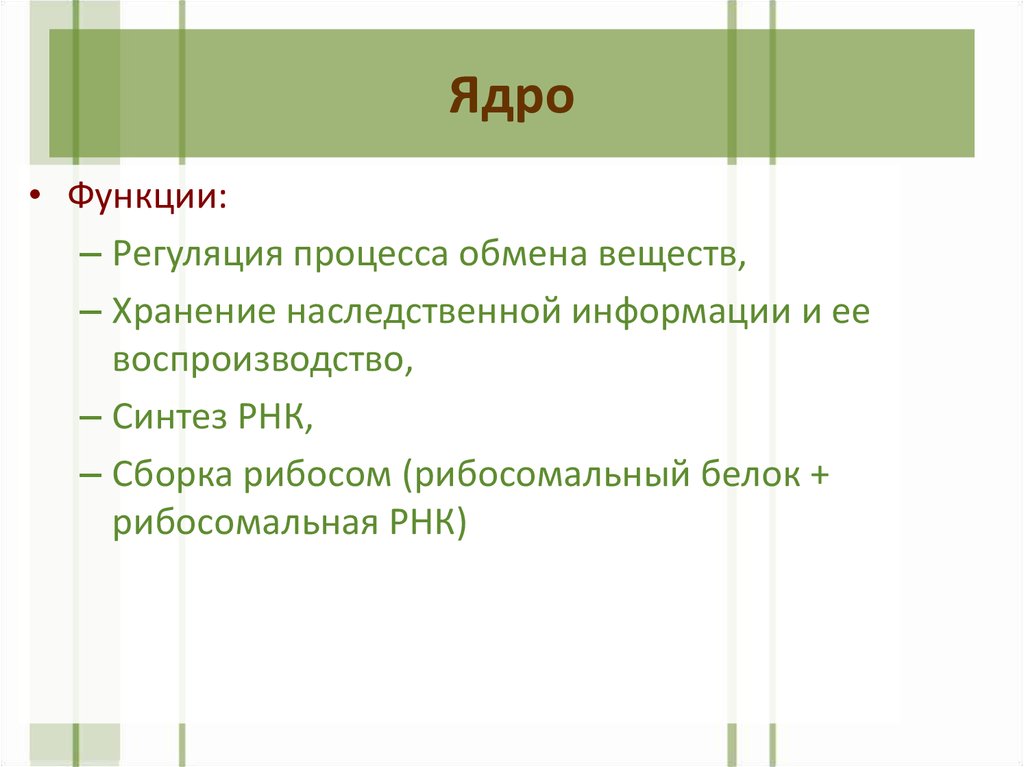 Функции ядра животного. Ядро и функции регуляция процесса обмена веществ. Функции ядра. Ядрышко функции. Регуляторная функция белка.