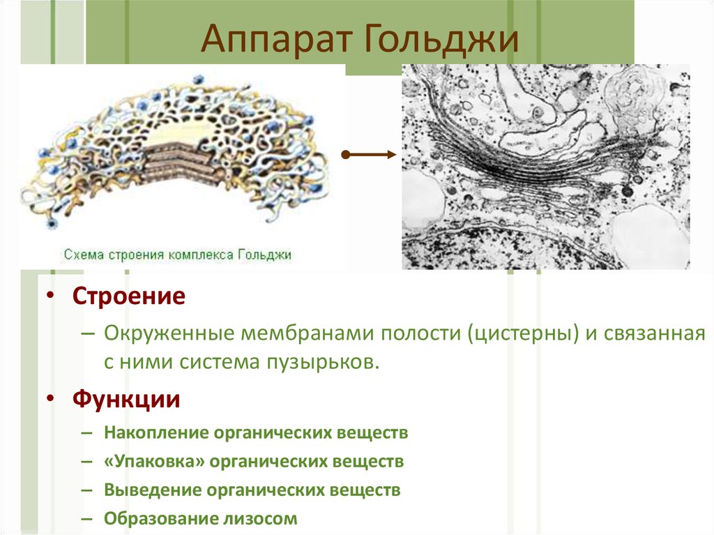 Рисунок комплекса гольджи клетки