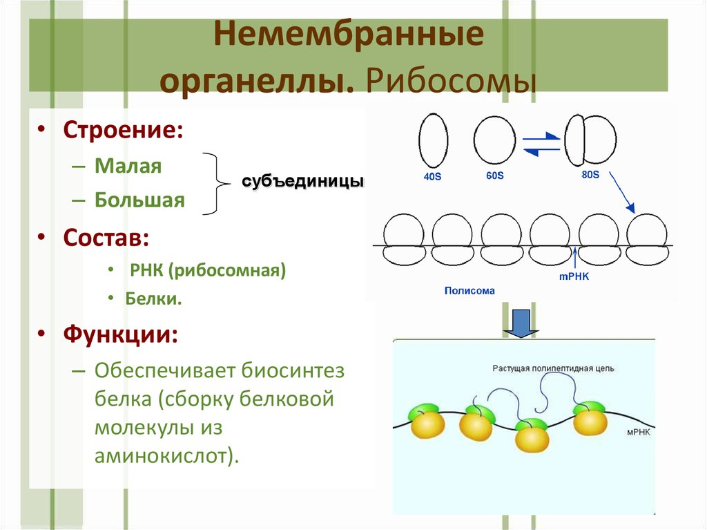 Рибосомы функции. Немембранные рибосомы строение и функции. Немембранные органеллы рибосомы. Немембранные органоиды рибосомы строение и функции. Функция малой субъединицы рибосомы.