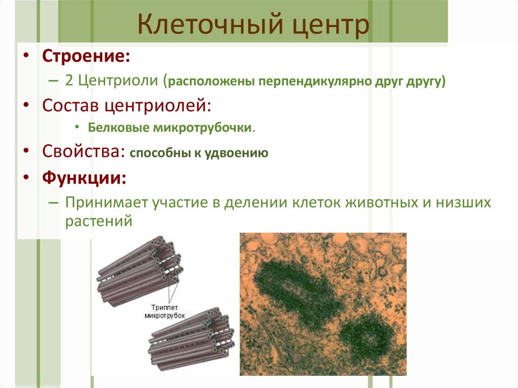 Удвоение центриолей происходит в период. Центриоли клеточного центра. Центриоли строение. Центриоли строение и функции. Центриоли строение и функции таблица.