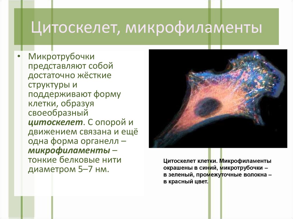 Цитоскелет состав. Микрофиламенты цитоскелета. Микрофиламенты цитология. Цитоскелет состоит из микротрубочек и микрофиламентов. Цитоскелет клетки представлен.