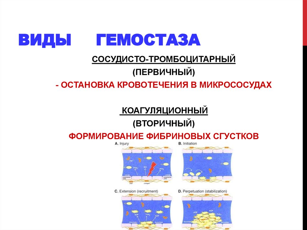 Гемостаз картинки для презентации