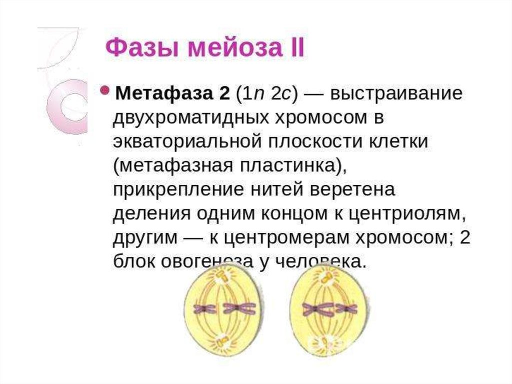 Хромосомы двухроматидные в какой фазе мейоза. Фаза метафаза 2. Метафаза мейоза 1 и 2. Мейоз 2 метафаза 2. Метафаза 3 мейоза.