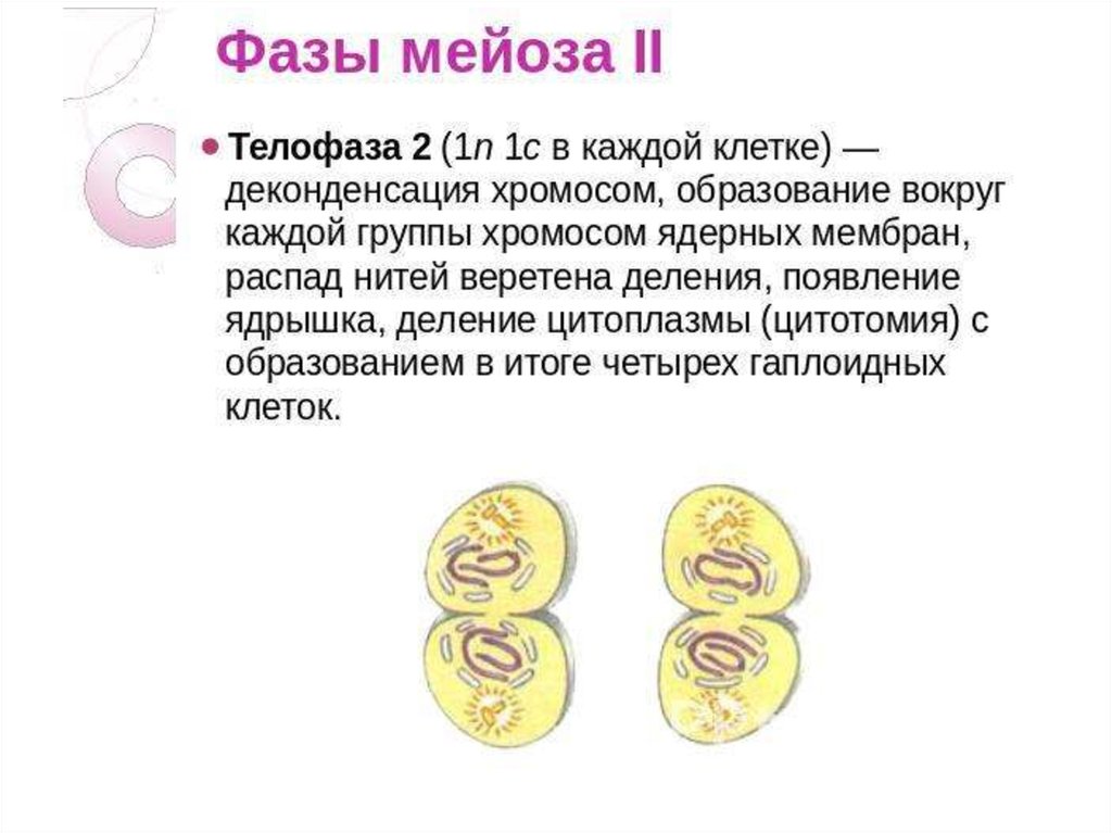 Телофаза 1. Мейоз 2 телофаза 2. Телофаза мейоза 1 и 2. Телофаза мейоза 2 набор. Мейоз 1 телофаза 1.