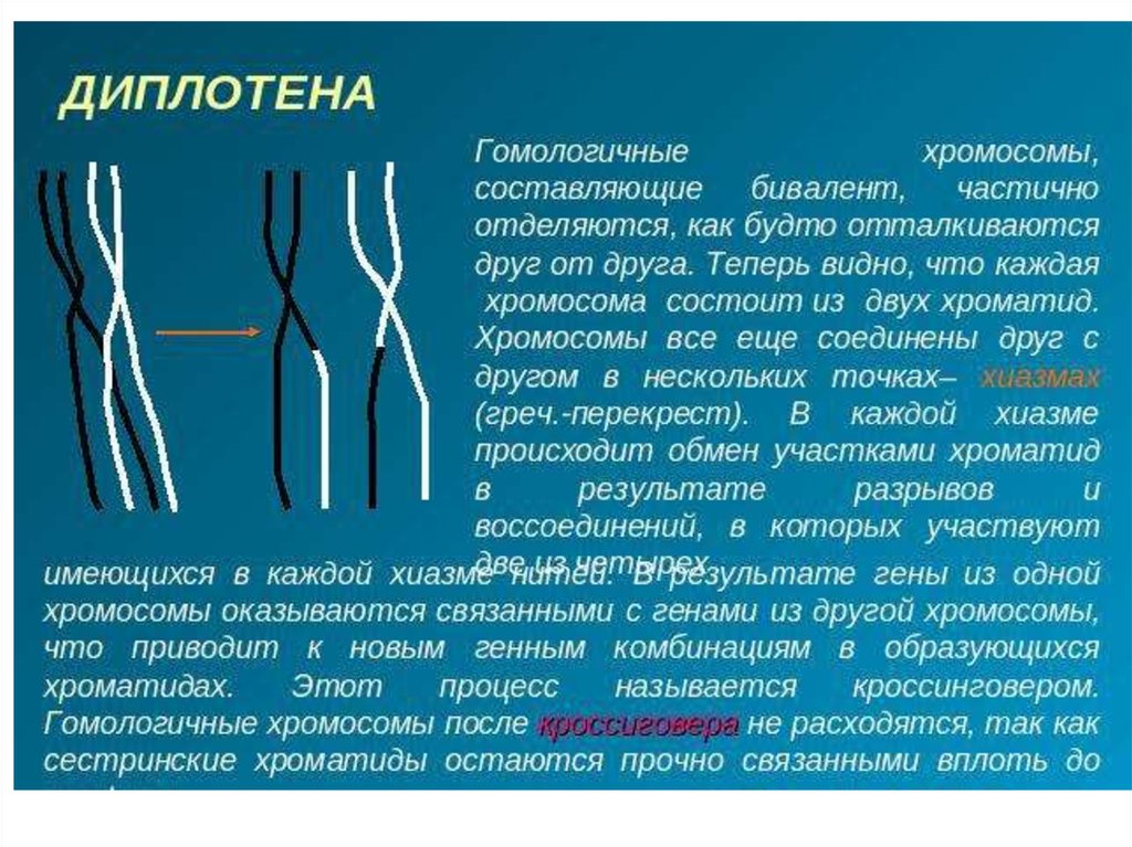 Мейоз. Фазы мейоза - презентация онлайн