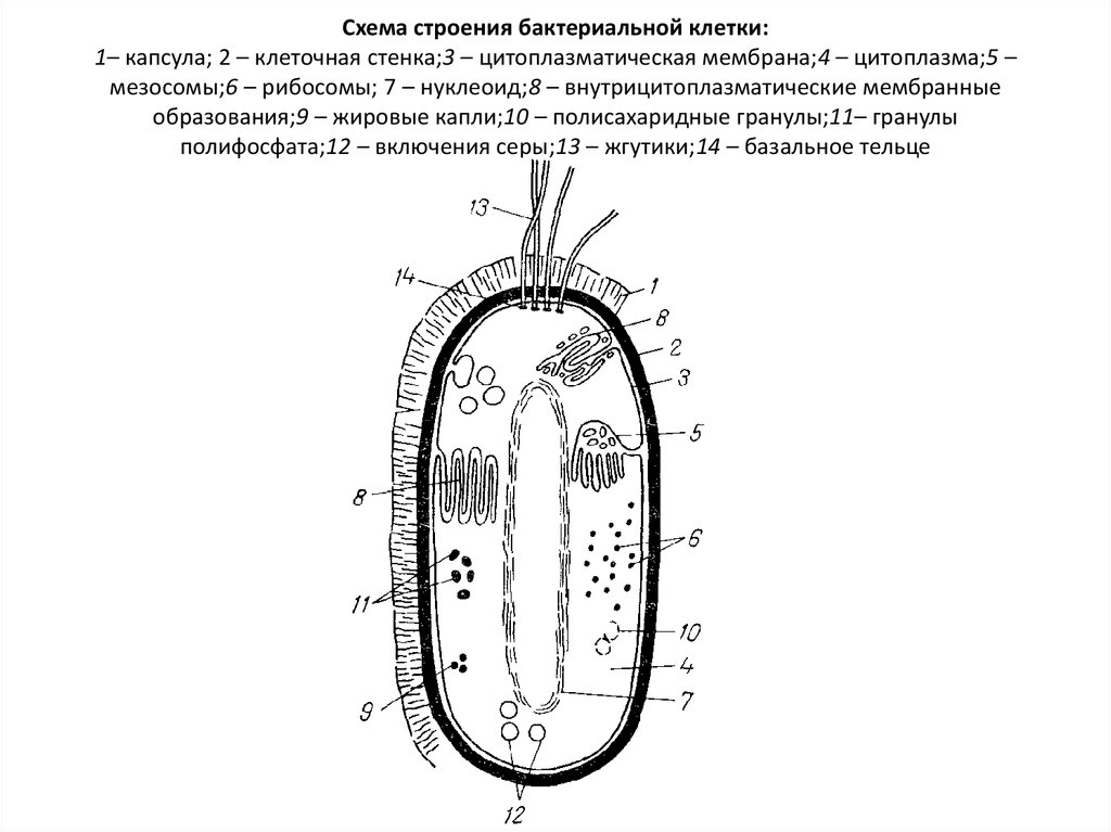 Строение бактериальной клетки рисунок. Схема строения бактериальной клетки. Структура бактериальной клетки схема. Схематическое изображение строения бактериальной клетки. Схема бактериальной клетки микробиология.