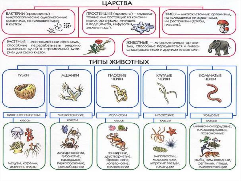 Типы развития животных биология 8 класс
