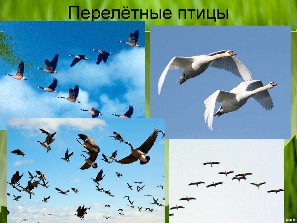 Перелётные птицы