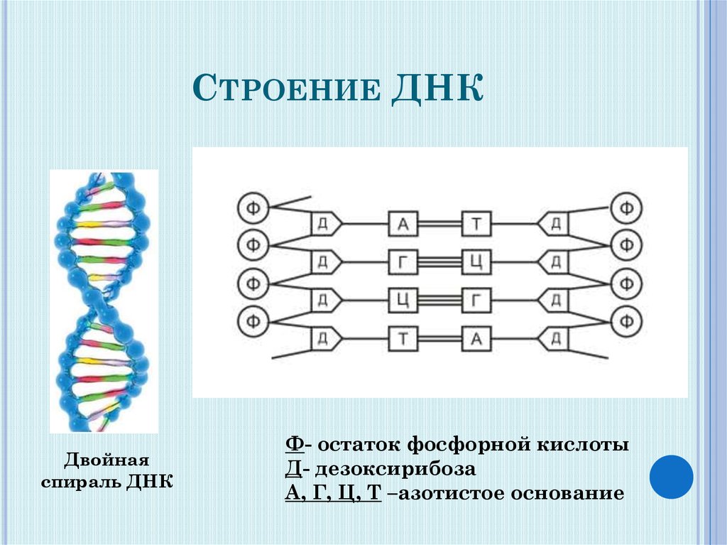 Использование днк как флешки