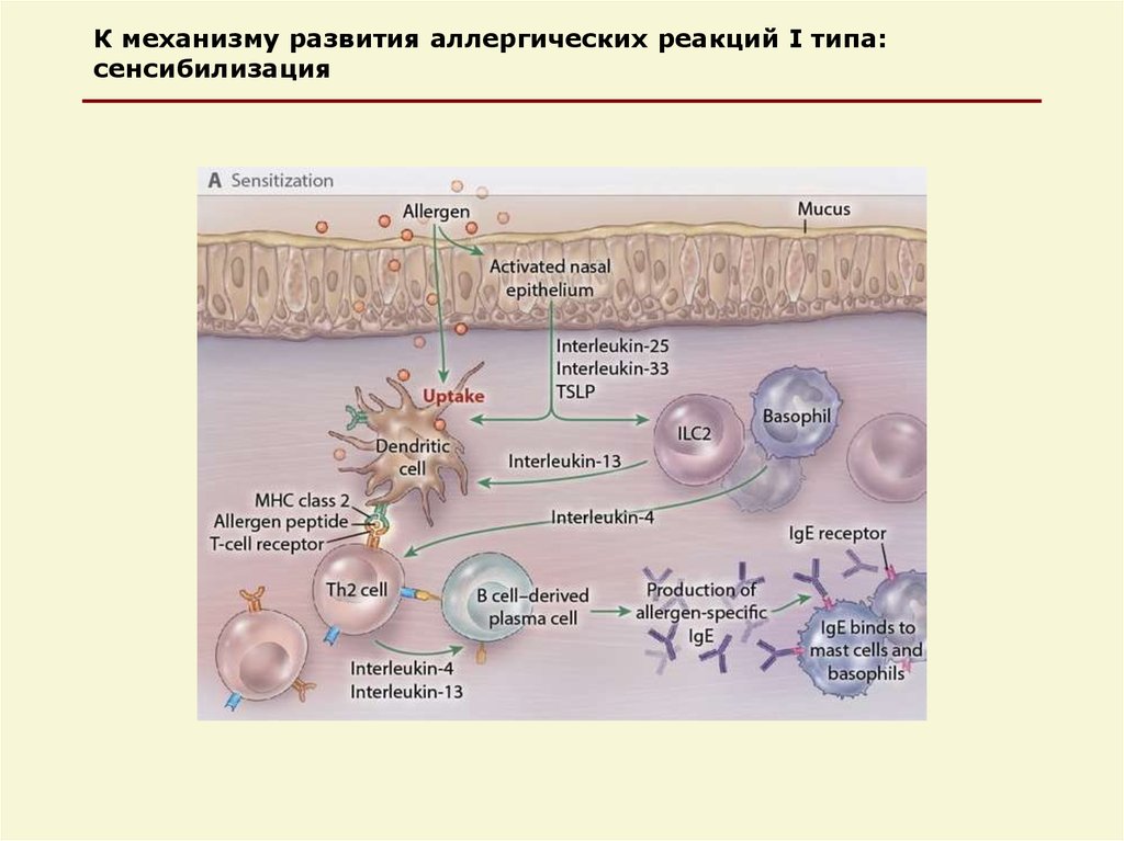 Механизмах появления и развития. Механизм развития аллергической реакции 1 типа. Механизм возникновения аллергической реакции схема. Аллергическая реакция 1 типа механизм. Механизм развития аллергической реакции схема.