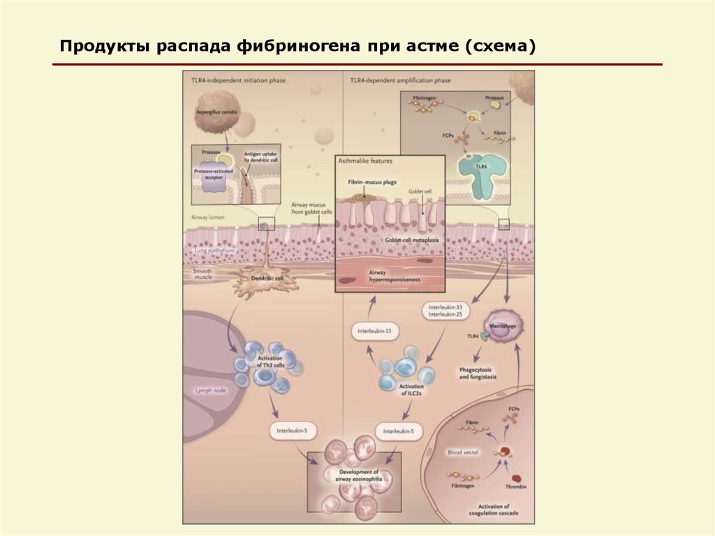 Продукты распада фибриногена при астме (схема)