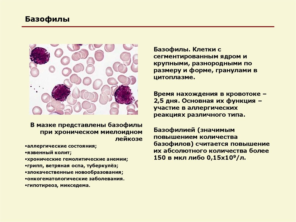 Клетка с базофильной цитоплазмой. Функция клеток крови - базофилов. Базофильный лейкоцит строение. Базофилы строение. Базофильные структуры клетки.