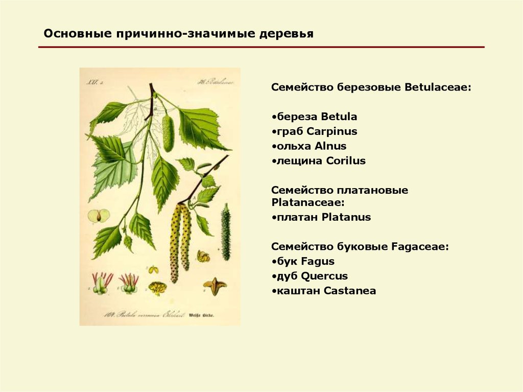 Семейство буковые презентация