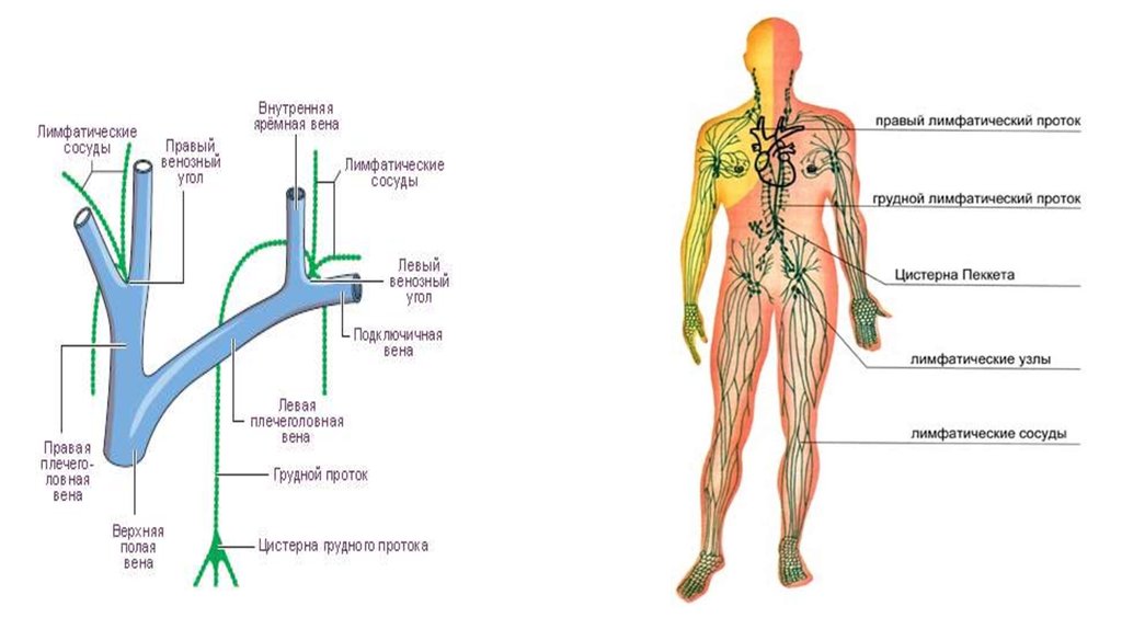 Лимфатические протоки схема