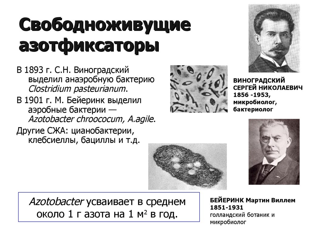 Свободноживущие. Бейеринк и с. н. Виноградский. Свободноживущие бактерии азотфиксаторы. Виноградский вклад в микробиологию. Свободноживущие азотфиксирующие микроорганизмы.