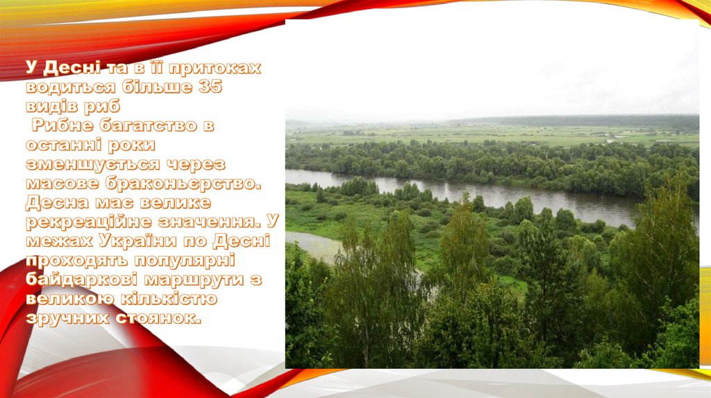 У Десні та в її притоках водиться більше 35 видів риб  Рибне багатство в останні роки зменшується через масове браконьєрство.