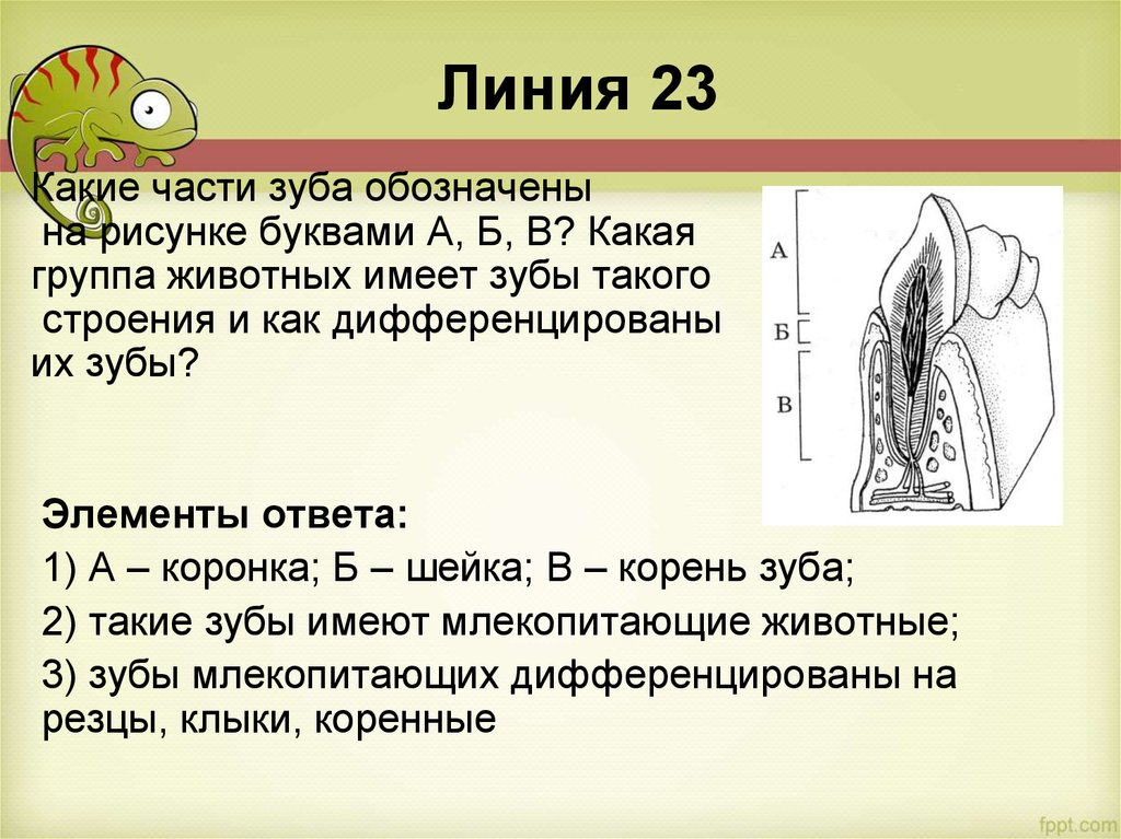 Укажите название зубов обозначенных на рисунке у млекопитающих