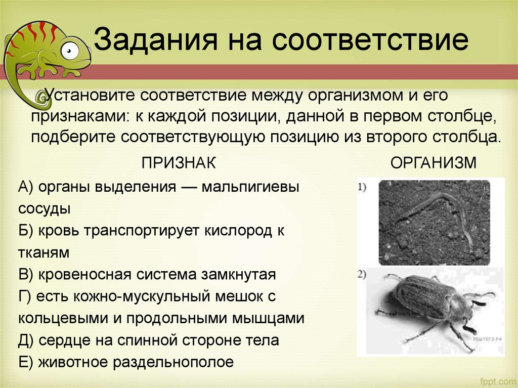 Установите соответствие между организмами обитателями. Определение столбик в зоологии. Макс соответствие между планктонофагом.
