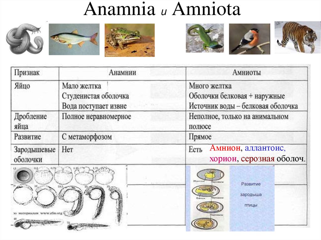 К какому классу типа хордовые относится животное череп которого изображен на рисунке какой тип