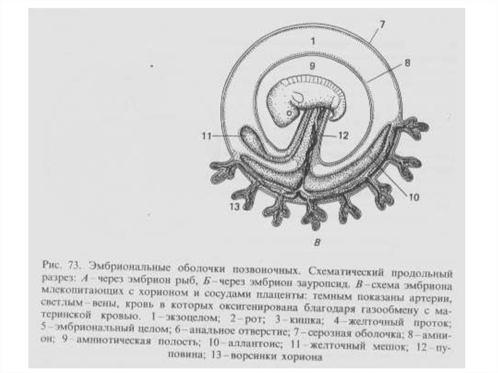 Каким номером на рисунке обозначена часть эмбриона млекопитающего через которую зародыш