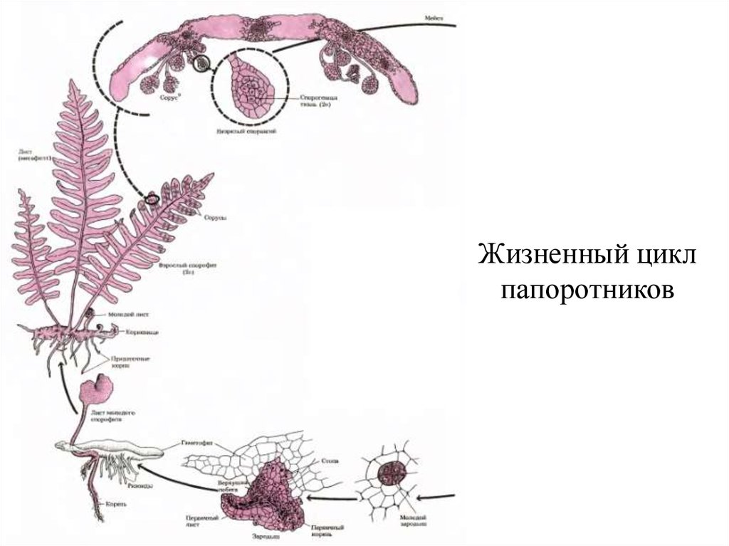 Жизненный цикл папоротника. Жизненный цикл папоротника орляка. Схема жизненного цикла орляка обыкновенного. Схема жизненного цикла папоротника ВПР. Фрагмент жизненного цикла папоротника.