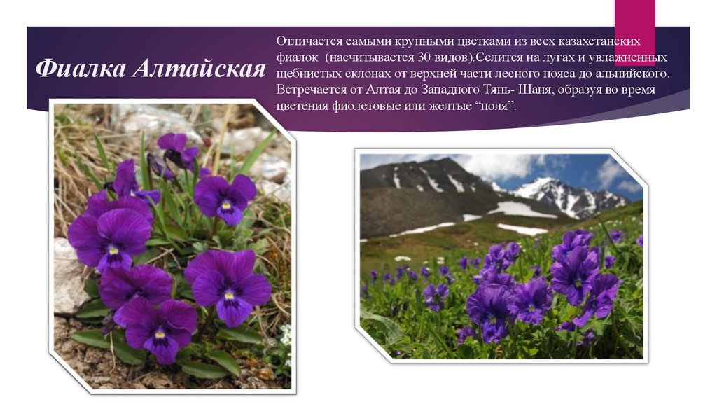 Фиалка Алтайская