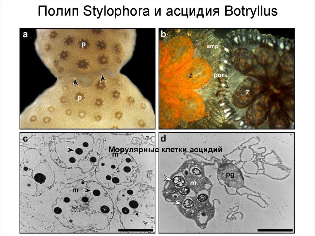 Полип Stylophora и асцидия Botryllus