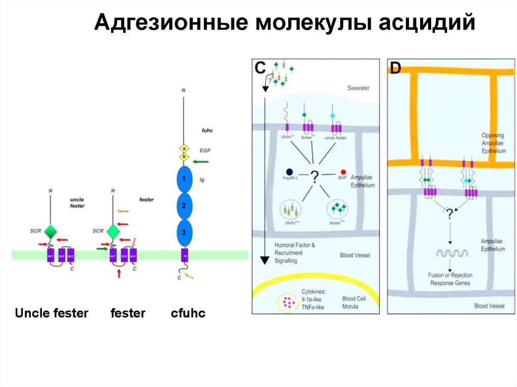 Адгезионные молекулы асцидий