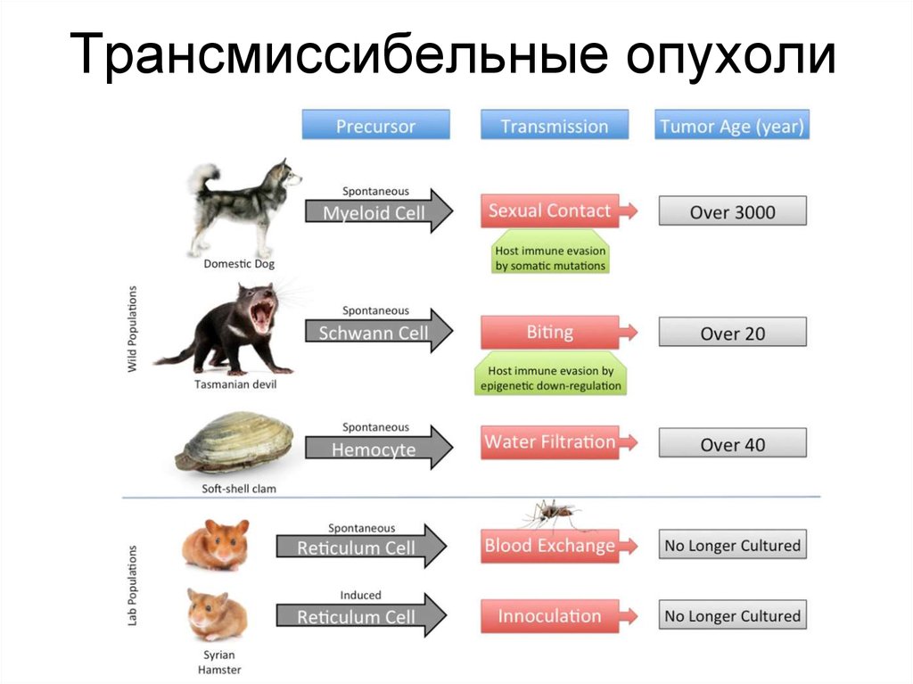 Трансмиссибельные опухоли