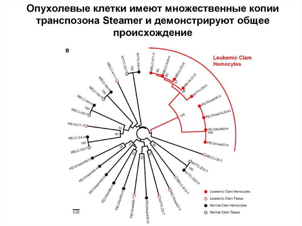 Опухолевые клетки имеют множественные копии транспозона Steamer и демонстрируют общее происхождение