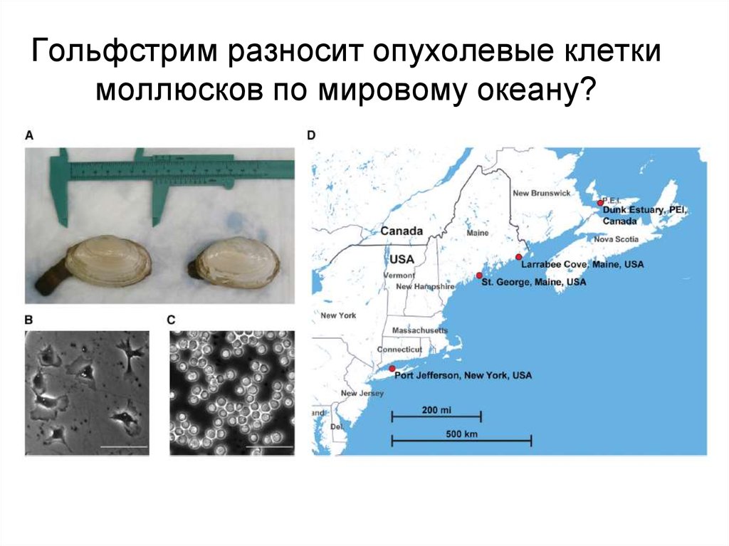 Гольфстрим разносит опухолевые клетки моллюсков по мировому океану?
