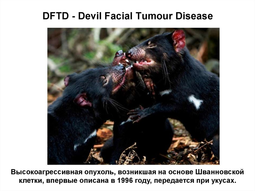 DFTD - Devil Facial Tumour Disease