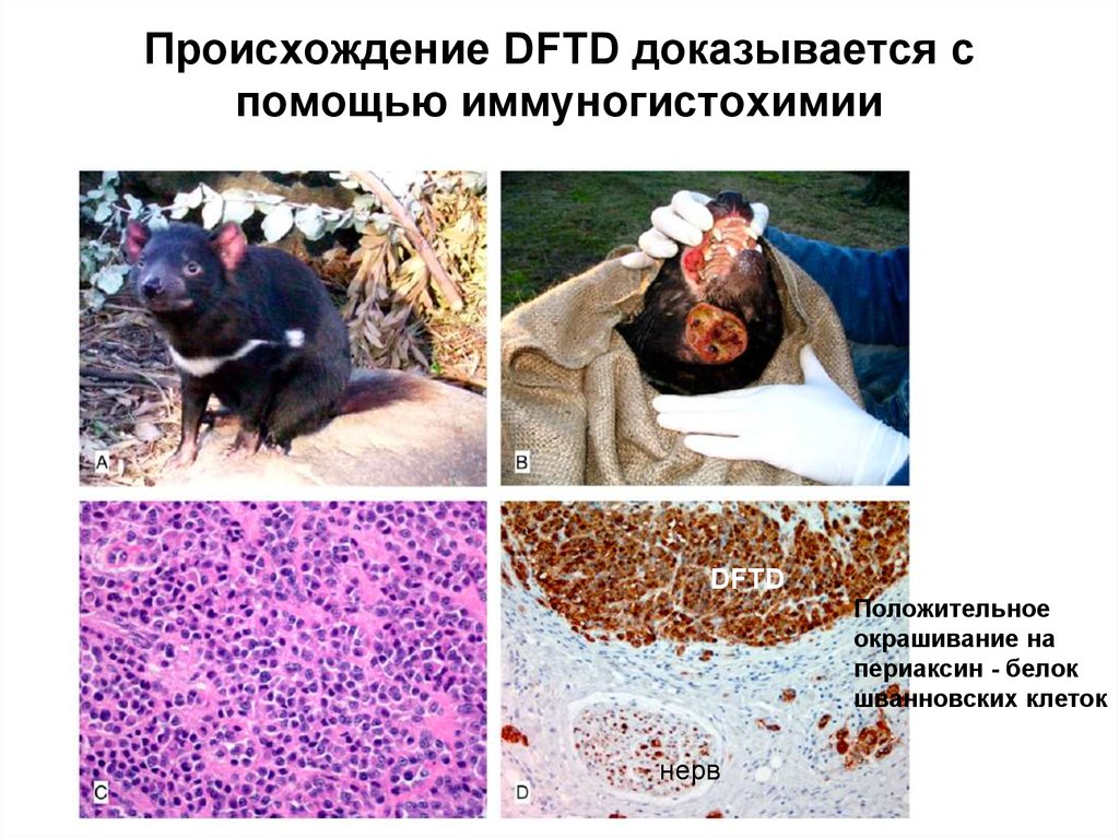 Происхождение DFTD доказывается с помощью иммуногистохимии