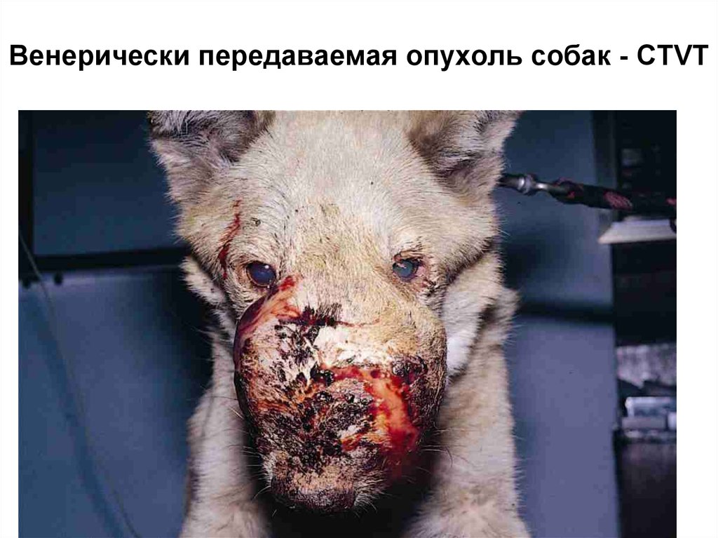 Венерически передаваемая опухоль собак - CTVT