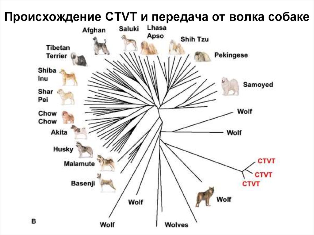 Происхождение CTVT и передача от волка собаке