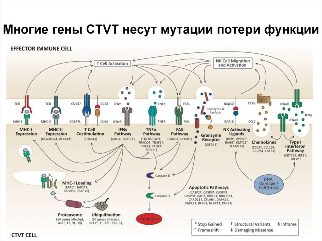 Что приводит к потере функции гена. Трансплантационный иммунитет иммунология презентация. Мутация с потерей функции. Много генов. Мутирующий ген.