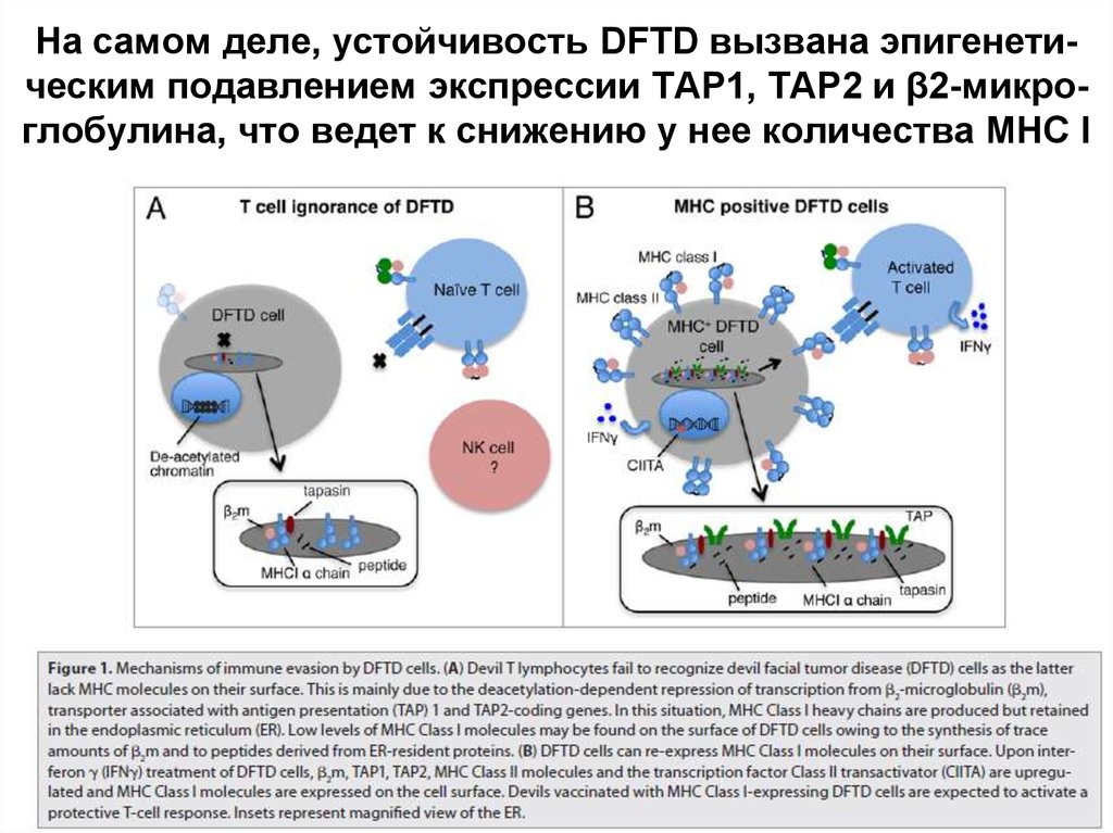 Трансплантационный иммунитет иммунология презентация