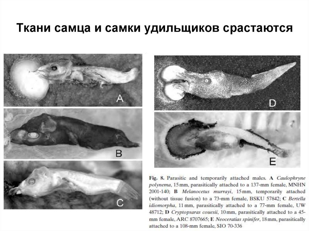 Ткани самца и самки удильщиков срастаются