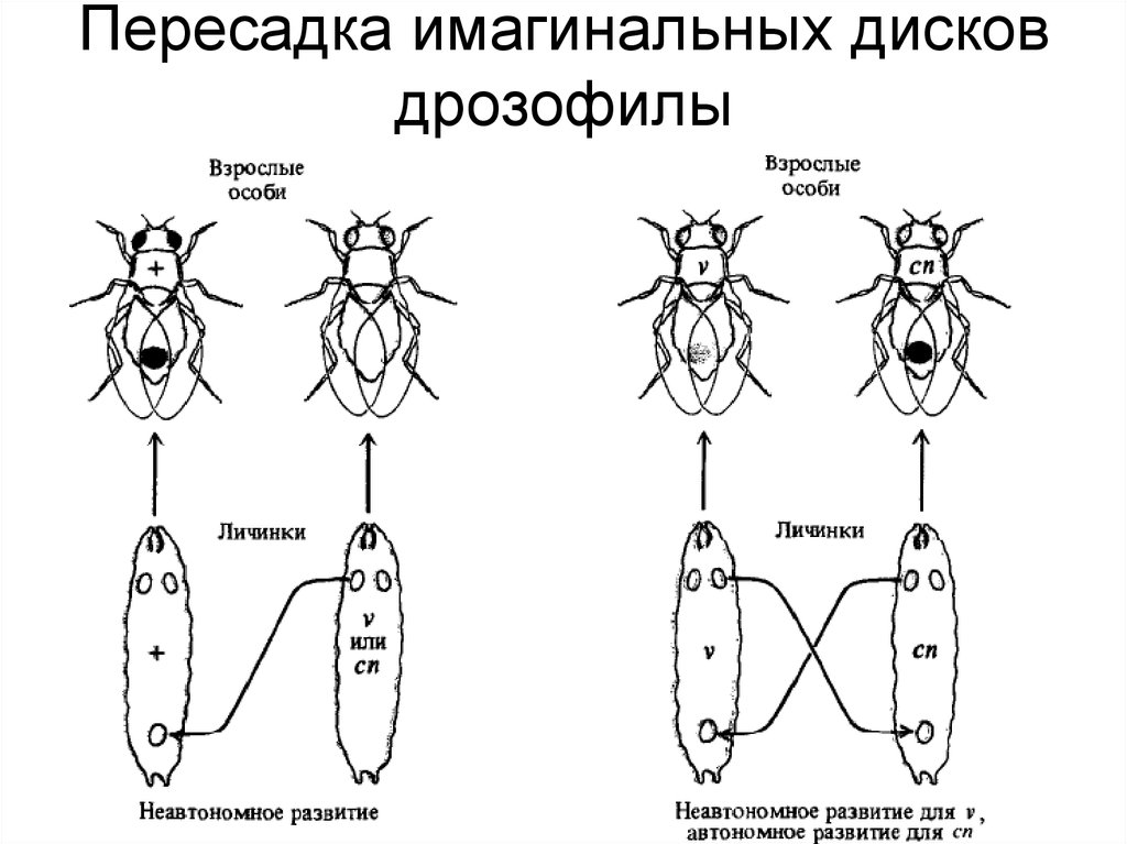 Какой тип питания характерен для морского скорпиона изображенного на рисунке