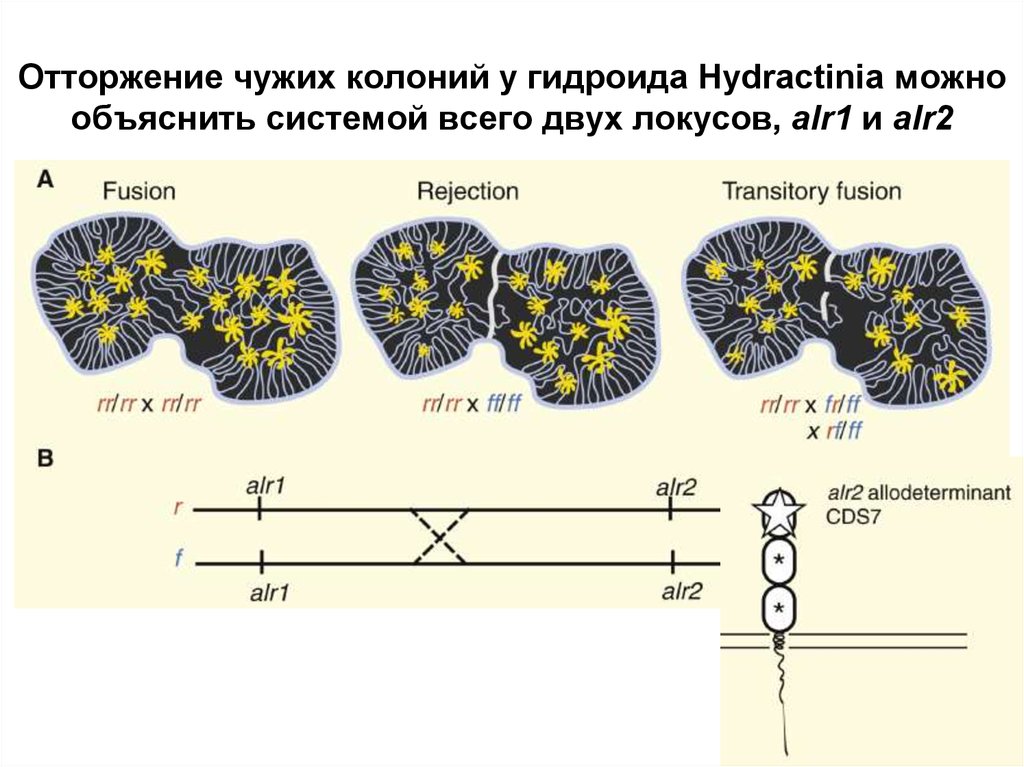 Аремзяны колония поселения. Somatic cells hybridization. Методы отбора трансформированных клеток. Колония поселения 2 чебулинский район. Колония поселения кузнецка.